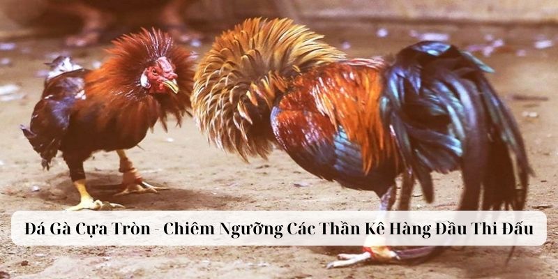 Giới thiệu những điều cần biết về loại hình đá gà cựa tròn