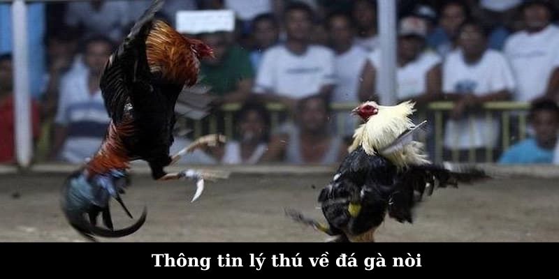 Thông tin lý thú về đá gà nòi